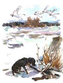 arktur