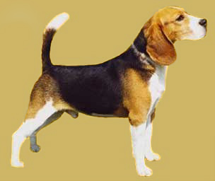 beagle