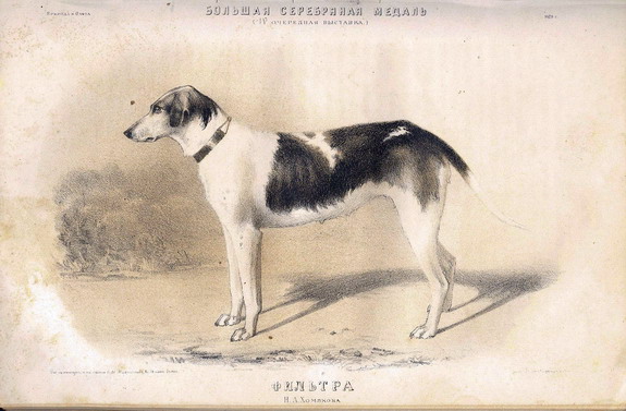 filtra homyakova