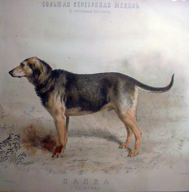 palka malutina