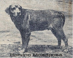 vopilo mogarova