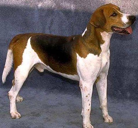 Foxhound